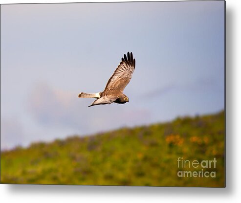 Northern Harrier Metal Print featuring the photograph Northern Harrier Flight by Michael Dawson