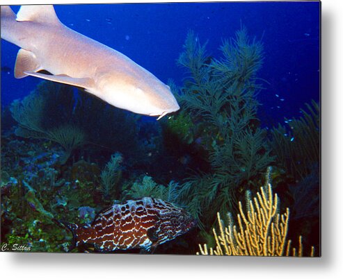 Fish Photographs Metal Print featuring the photograph Nurse Shark and Grouper by C Sitton
