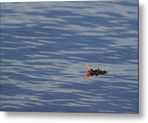 Water Metal Print featuring the photograph Oak Leaf Floating by Daniel Reed