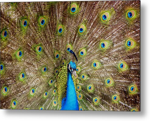 Peacock Metal Print featuring the photograph On Display by Sandi OReilly