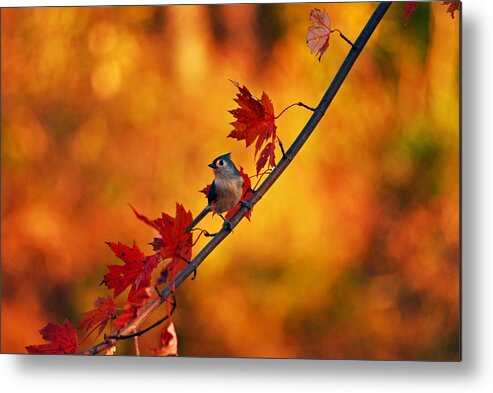 Titmouse Metal Print featuring the photograph One of these things is not like the others by Lori Tambakis