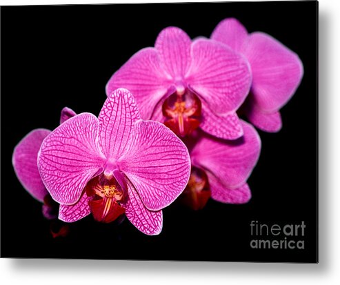 Orchid Metal Print featuring the photograph Orchid 17 by Terry Elniski