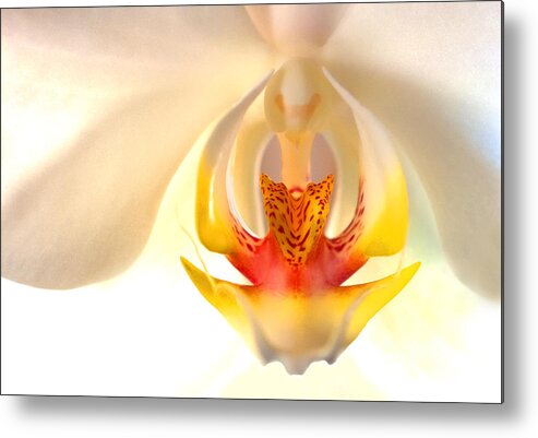 Orchid Metal Print featuring the photograph Orchid by Don Durfee