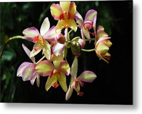 Orchid Metal Print featuring the photograph Orchid Macro by Angela Murray