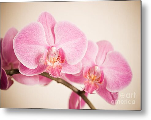 Asia Metal Print featuring the photograph Orchid Pastel by Hannes Cmarits