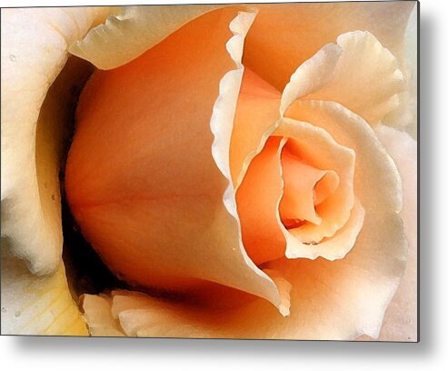Peach Rose Metal Print featuring the digital art Peachy by Carrie OBrien Sibley