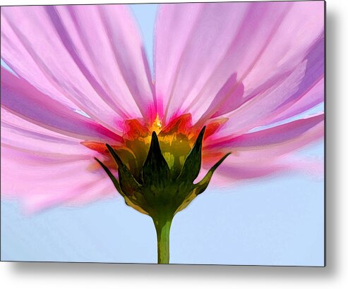 Flowers Metal Print featuring the photograph Pink Cosmos by Rich Franco