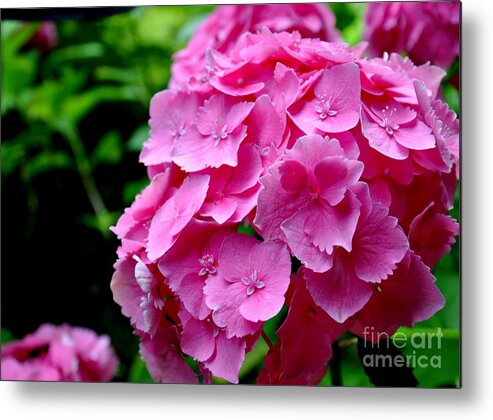 Hydrangea Metal Print featuring the photograph Pink Hydrangea Bloom by Tatyana Searcy