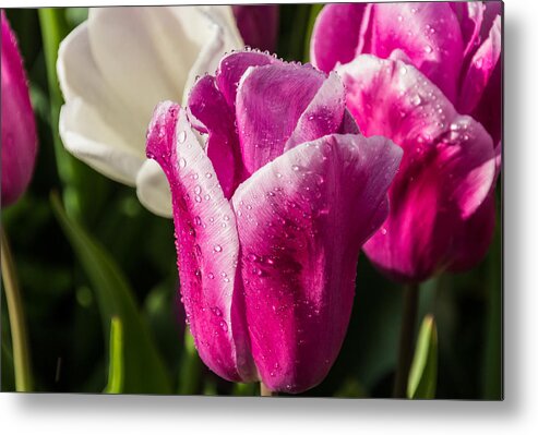 Tulip Metal Print featuring the photograph Pink Tulip by David Gleeson