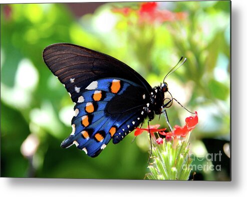 Butterflies Metal Print featuring the photograph Pipevine Pose by Ken Williams