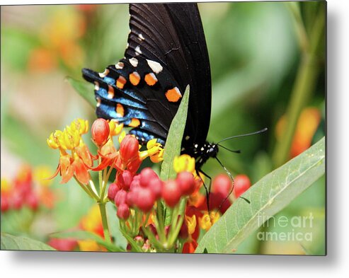 Butterflies Metal Print featuring the photograph Pipevine Swallowtail Too by Ken Williams