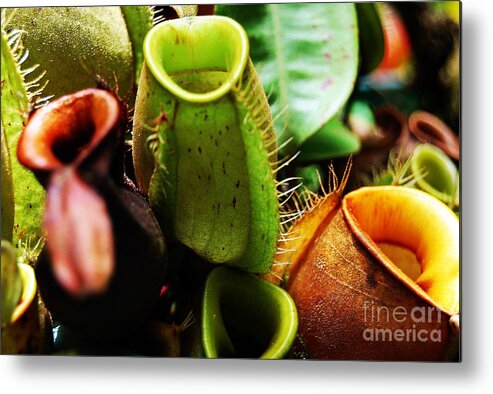 Pitcher Plant Cluster Metal Print featuring the photograph Pitcher Plants by Angela Murray