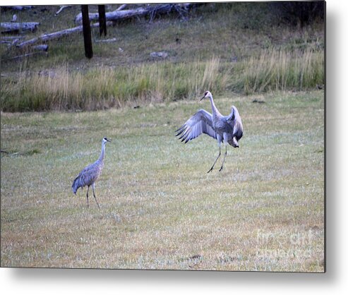 Dawn Metal Print featuring the photograph Playful Cranes by Donna Greene