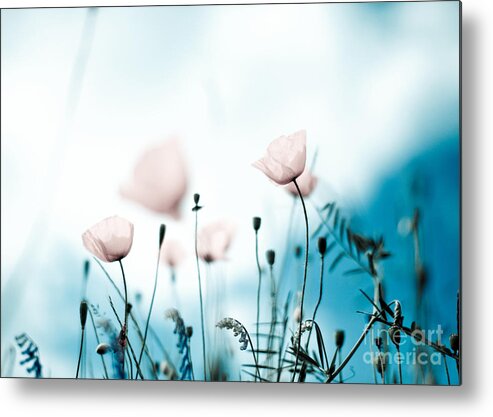 Poppy Metal Print featuring the photograph Poppy Flowers 11 by Nailia Schwarz