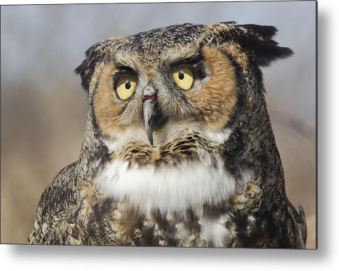 Owl Metal Print featuring the photograph Portrait of a Great Horned Owl by Wade Aiken