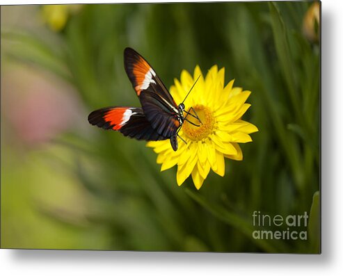 Butterfly Metal Print featuring the photograph Postman Butterfly on Yellow Straw Flower by Susan Gary