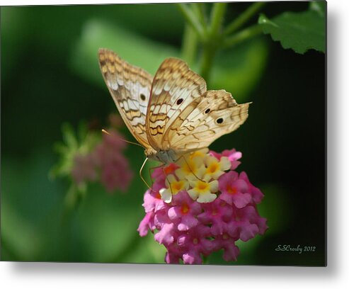 White Peacock Butterfly Metal Print featuring the photograph Pretty as a Peacock by Susan Stevens Crosby