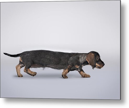 Horizontal Metal Print featuring the photograph Profile Portrait Of A Dachshund Stretched by Brand New Images