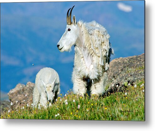 Mountain Goats Metal Print featuring the photograph Proud Momma by Stephen Johnson