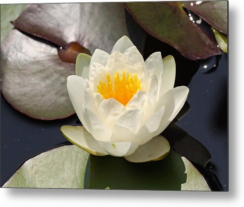 Waterlily Metal Print featuring the photograph Pure by Katherine White