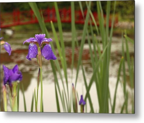 Iris Metal Print featuring the photograph Purple Iris by Coby Cooper