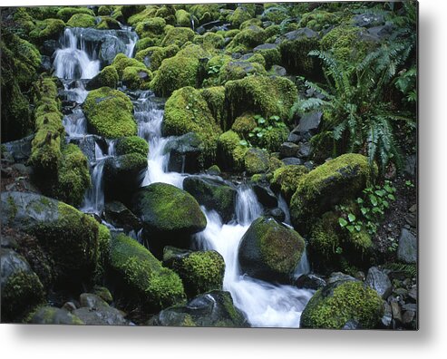 Rainforest Metal Print featuring the photograph Rain Forest Stream by Sandra Bronstein