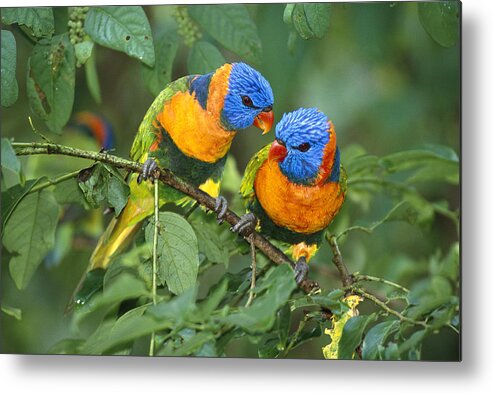 00600703 Metal Print featuring the photograph Rainbow Lorikeet Pair by Matthias Breiter