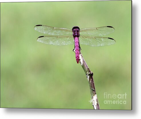 Dragonfly Metal Print featuring the photograph Red Dragonfly Dancer by Sabrina L Ryan