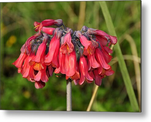 Fine Art Photography Metal Print featuring the photograph Red Flowers by David Lee Thompson