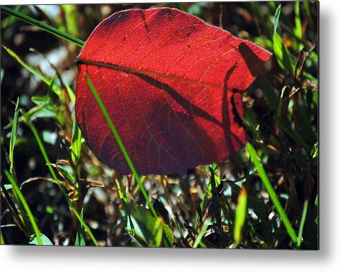 Leaf Metal Print featuring the photograph Red Leaf on Green by Jeffrey Platt