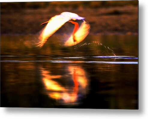 African Spoonbill Metal Print featuring the photograph Red white reflection by Alistair Lyne