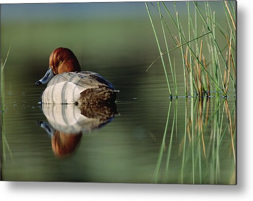 00174652 Metal Print featuring the photograph Redhead Duck Male With Reflection by Tim Fitzharris