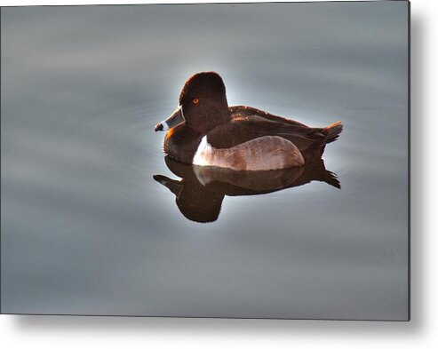 Duck Metal Print featuring the photograph Ring-Necked Duck by Tam Ryan