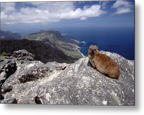 Mp Metal Print featuring the photograph Rock Hyrax Procavia Capensis Resting by Gerry Ellis