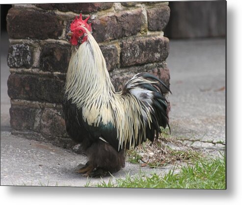 Rooster Metal Print featuring the photograph Rooster at Middleton Place Plantation by Jeanne Juhos