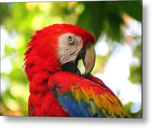 Scarlet Macaw Metal Print featuring the photograph Scarlet Macaw by Laurel Talabere