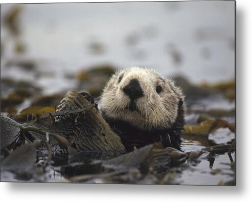 00200002 Metal Print featuring the photograph Sea Otter In Kelp Bed by Gerry Ellis
