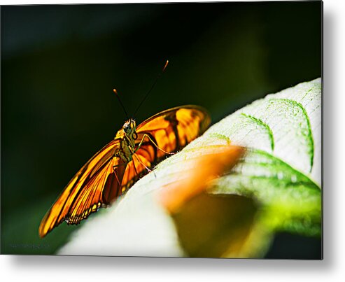 Butterfly Metal Print featuring the photograph Set For Flight by Edward Kovalsky