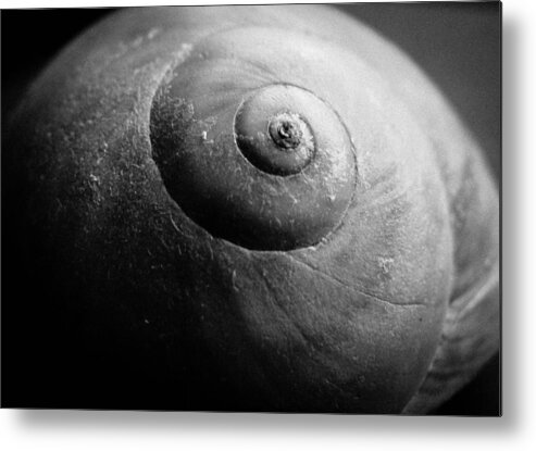 Beach Metal Print featuring the photograph Shells No. 2 by Stacy Michelle Smith