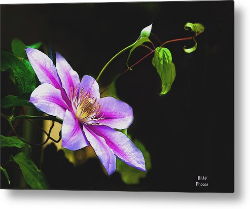 Climatis Metal Print featuring the photograph Single Climatis by Bonnie Willis