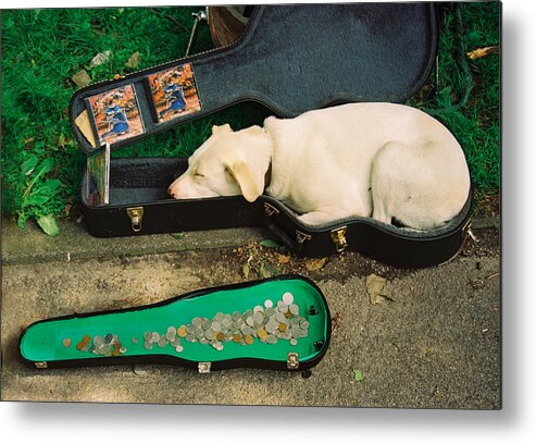 Dog Metal Print featuring the photograph Music Dog by Claude Taylor