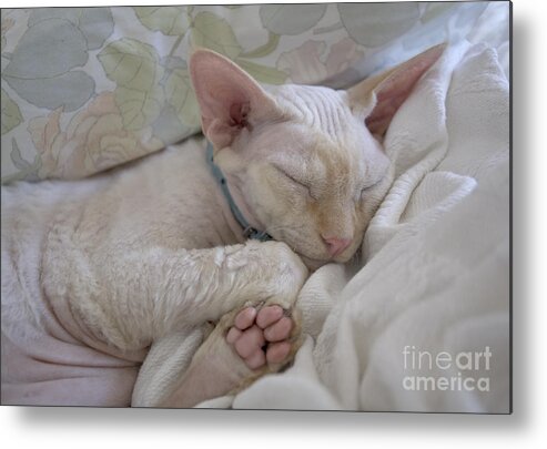 Cat Metal Print featuring the photograph Sleepy Kitty by Glennis Siverson