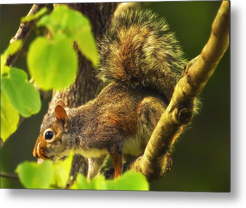 Bad Teeth Metal Print featuring the photograph Snaggletooth Squirrel in Tree by Bill and Linda Tiepelman