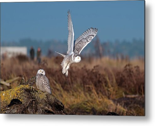 Snowy Owls Metal Print featuring the photograph Snowy Owls by Terry Dadswell