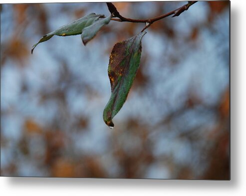 Leaf Metal Print featuring the photograph Solitary by Michael Merry