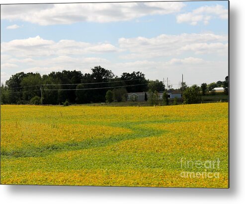 Wisconsin Metal Print featuring the photograph Soy Bean Field by Pamela Walrath