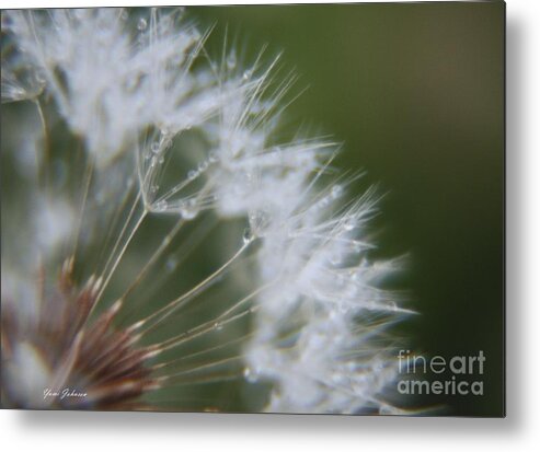 Sparkle Metal Print featuring the photograph Sparkle Seeds by Yumi Johnson