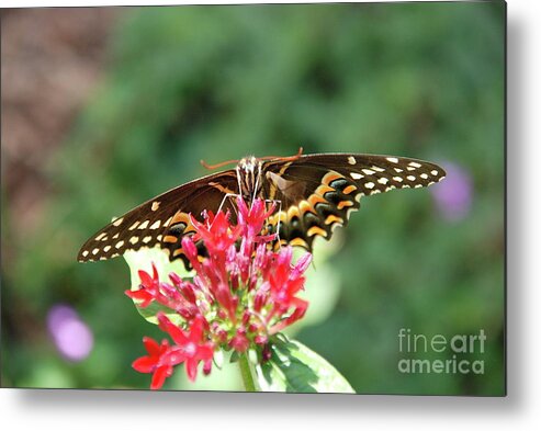 Butterflies Metal Print featuring the photograph Stare Down by Ken Williams