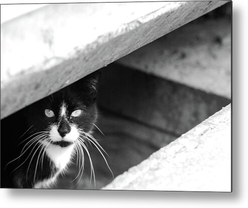 Cat Metal Print featuring the photograph Street Cat by Julie Niemela