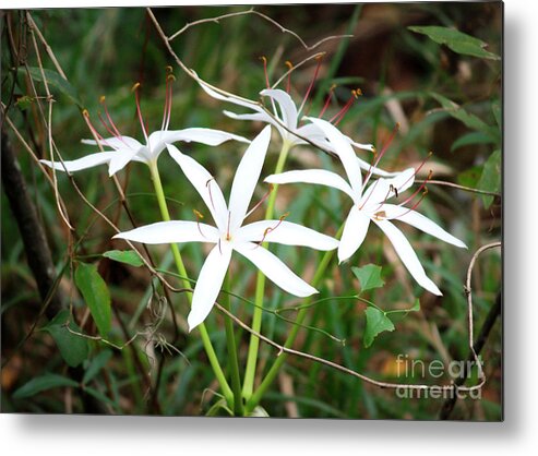 String Lily Metal Print featuring the photograph String Lily by Carol Groenen